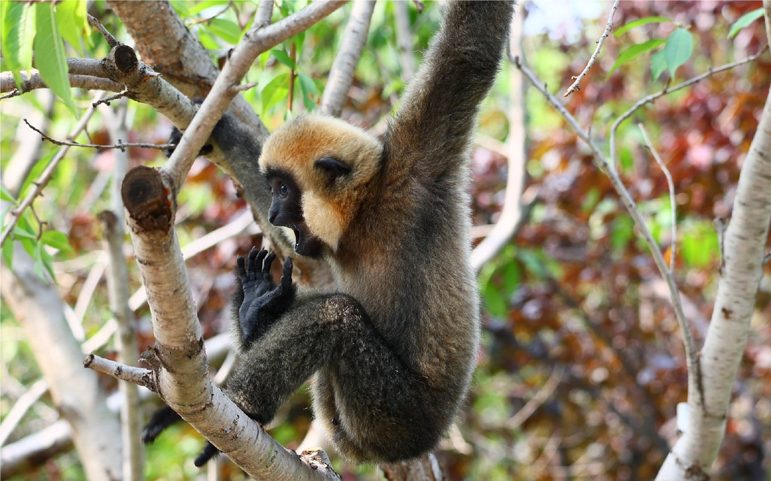 北白颊长臂猿（Nomascus leucogenys）图片壁纸