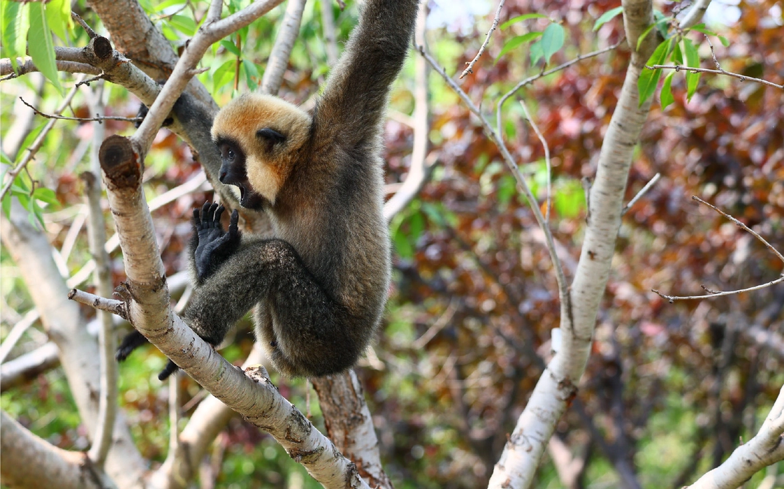 北白颊长臂猿（Nomascus leucogenys）图片壁纸