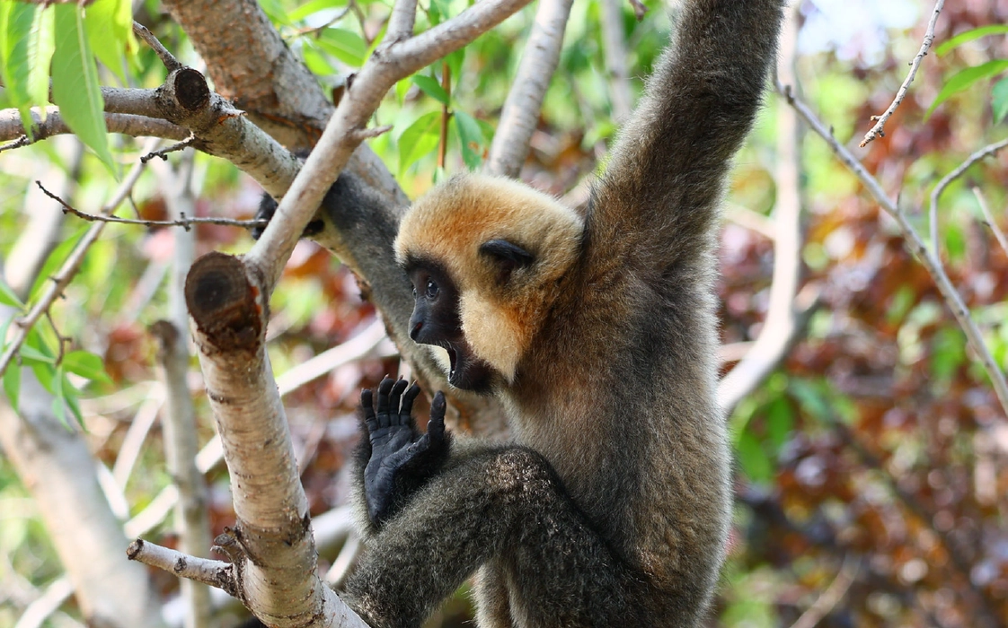 北白颊长臂猿（Nomascus leucogenys）图片壁纸