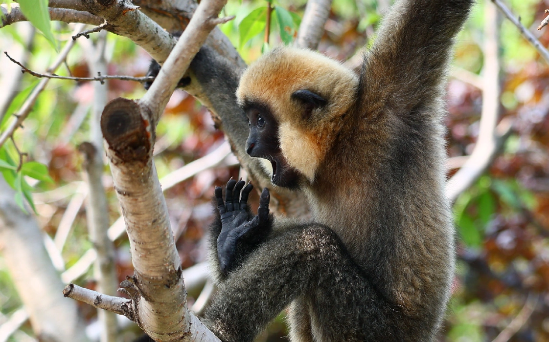 北白颊长臂猿（Nomascus leucogenys）图片壁纸