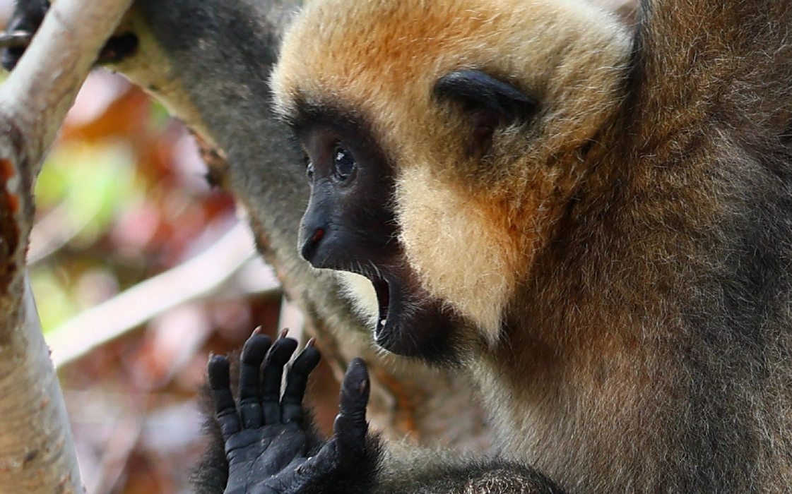 北白颊长臂猿（Nomascus leucogenys）图片壁纸
