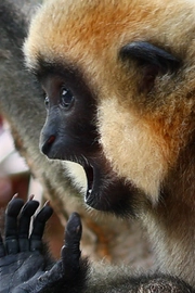 北白颊长臂猿（Nomascus leucogenys）图片壁纸