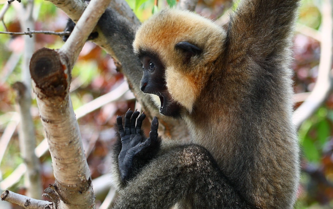 北白颊长臂猿（Nomascus leucogenys）图片壁纸