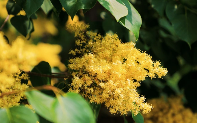 金园丁香花盛开植物美学图片壁纸