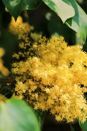 金园丁香花盛开植物美学图片壁纸