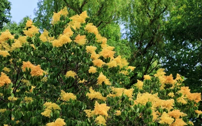 金园丁香花盛开植物美学图片壁纸