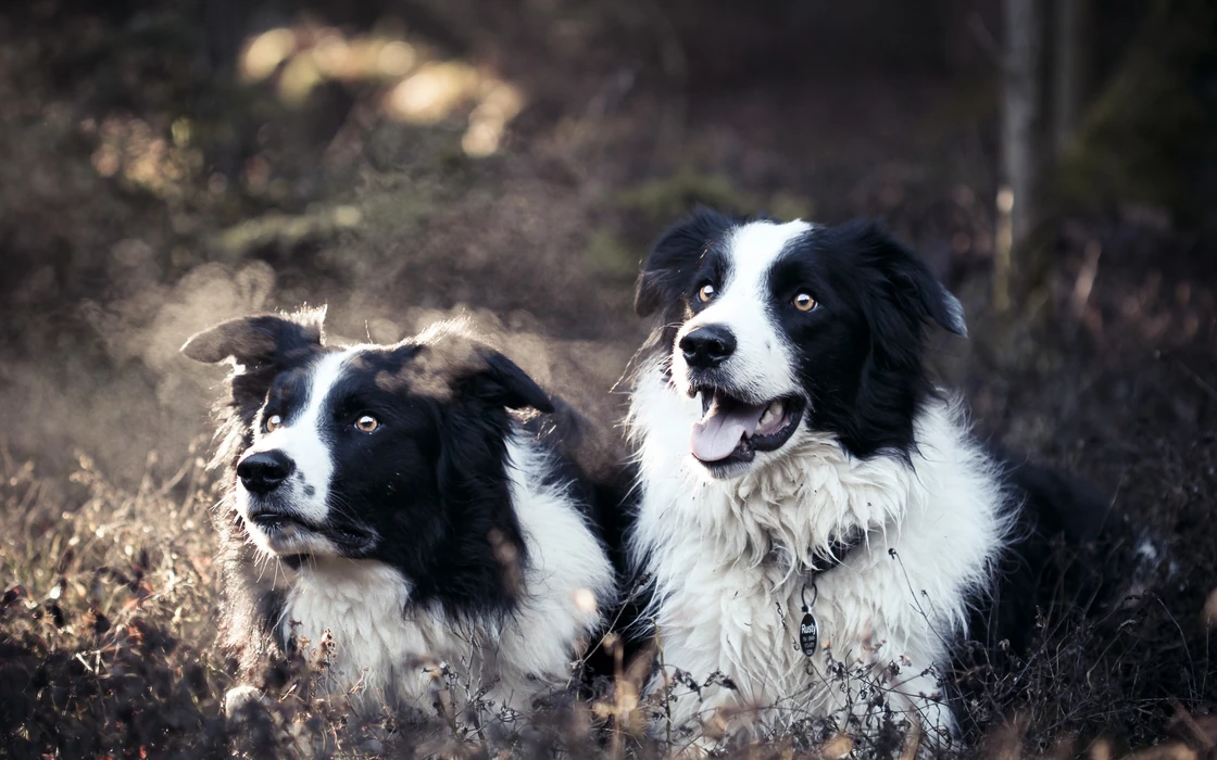 超可爱的边境牧羊犬图片壁纸