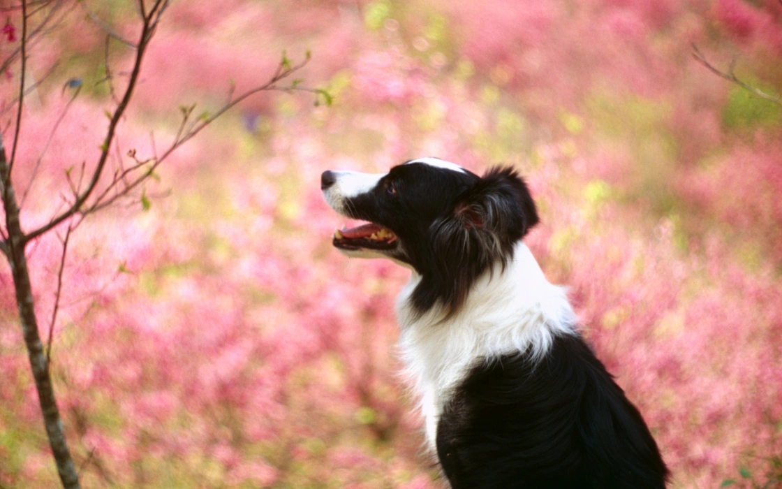 超可爱的边境牧羊犬图片壁纸