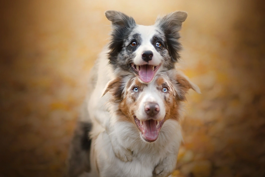超可爱的边境牧羊犬图片壁纸