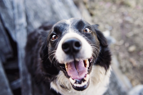 超可爱的边境牧羊犬图片壁纸