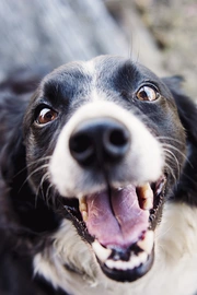 超可爱的边境牧羊犬图片壁纸