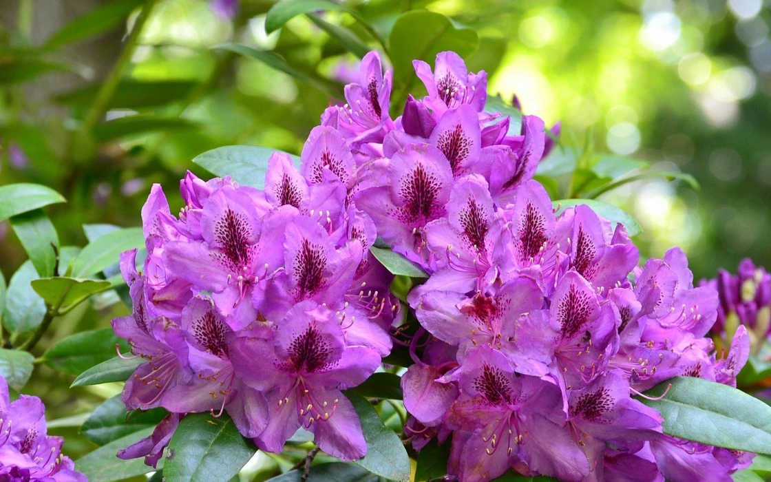 春日里的杜鹃花唯美植物图片壁纸