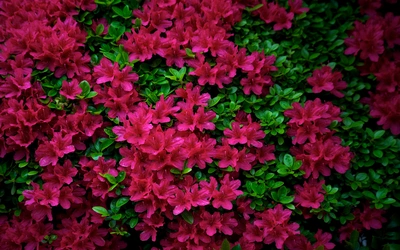 春日里的杜鹃花唯美植物图片壁纸