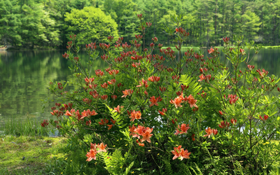 春日里的杜鹃花唯美植物图片壁纸