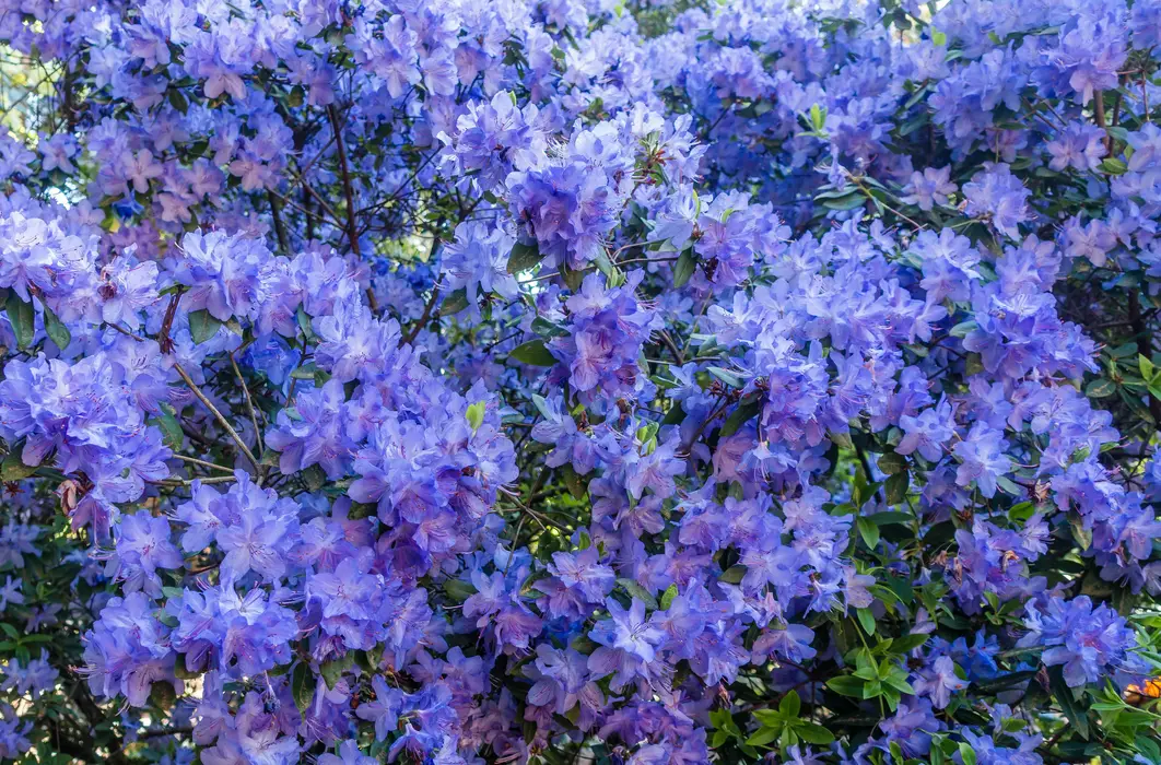 春日里的杜鹃花唯美植物图片壁纸
