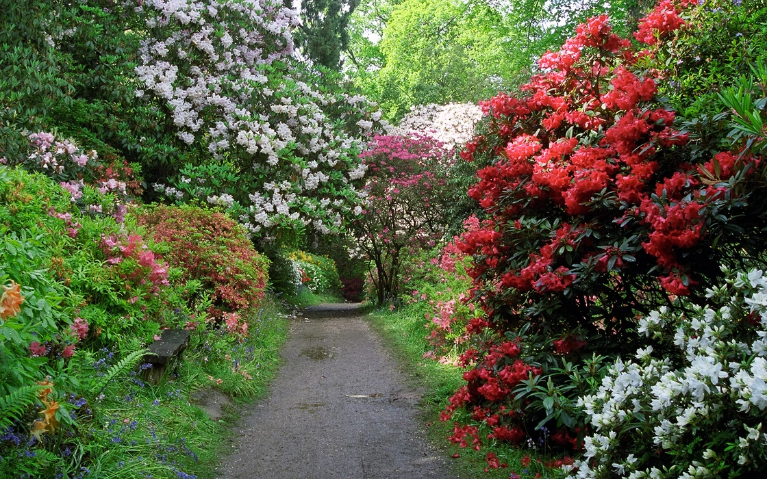 春日里的杜鹃花唯美植物图片壁纸