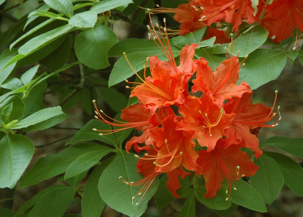 春日里的杜鹃花唯美植物图片壁纸