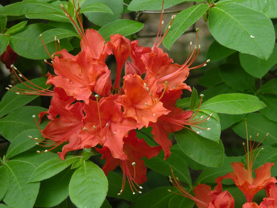 春日里的杜鹃花唯美植物图片壁纸