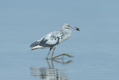 大蓝鹭（Ardea herodias）高清图片壁纸