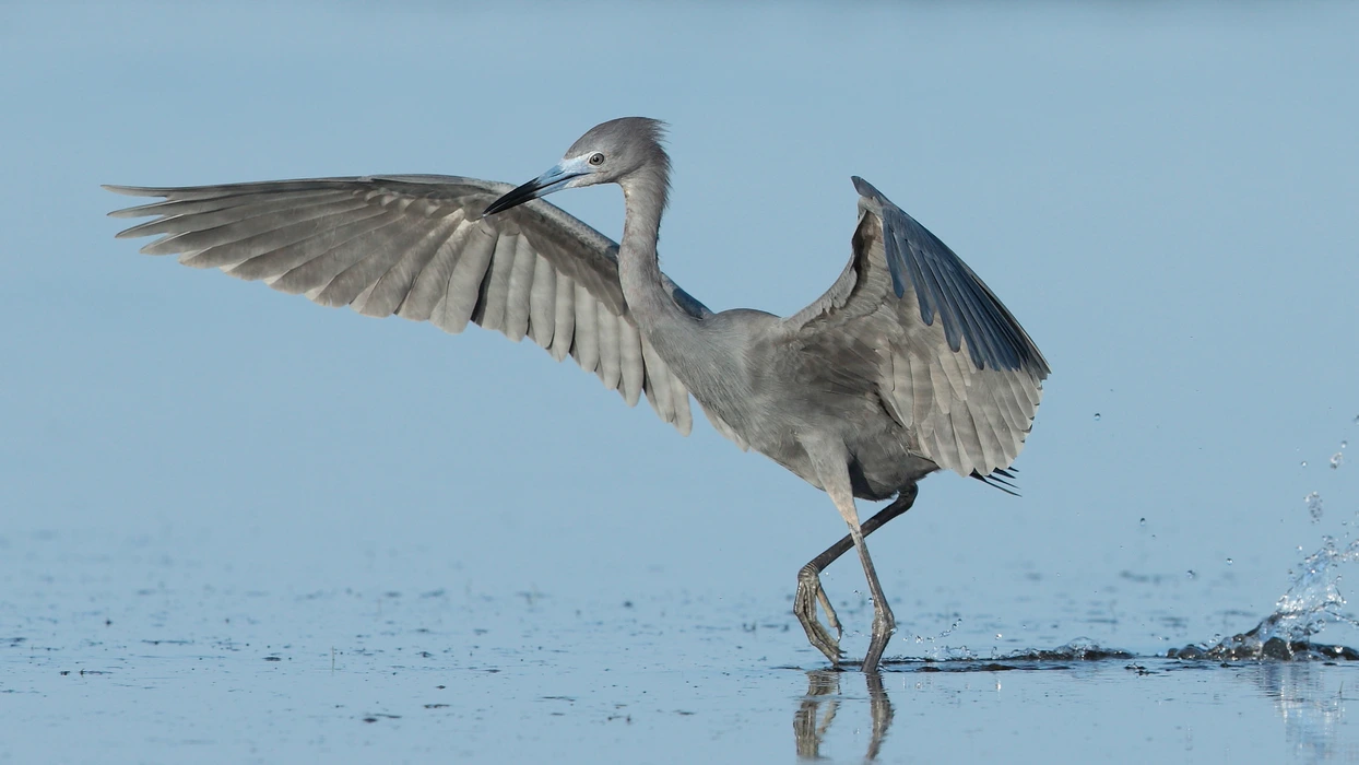 大蓝鹭（Ardea herodias）高清图片壁纸