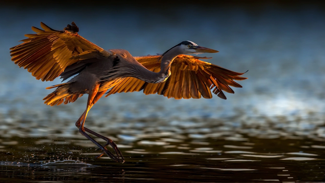 大蓝鹭（Ardea herodias）高清图片壁纸