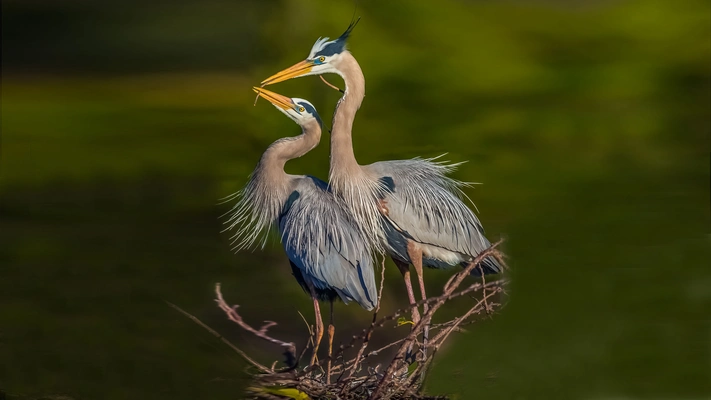 大蓝鹭（Ardea herodias）高清图片壁纸