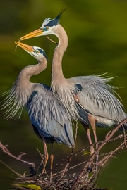 大蓝鹭（Ardea herodias）高清图片壁纸