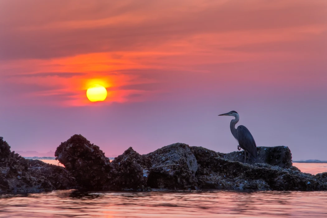 大蓝鹭（Ardea herodias）高清图片壁纸