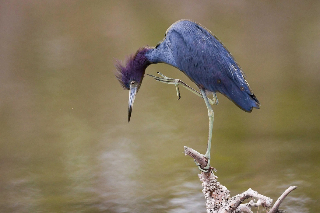 大蓝鹭（Ardea herodias）高清图片壁纸