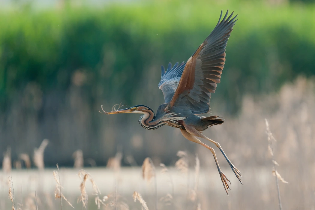 大蓝鹭（Ardea herodias）高清图片壁纸