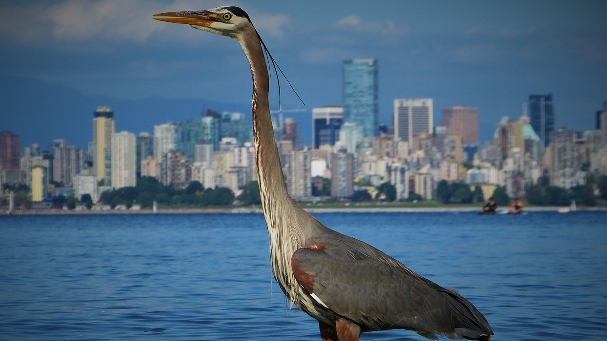 大蓝鹭（Ardea herodias）高清图片壁纸