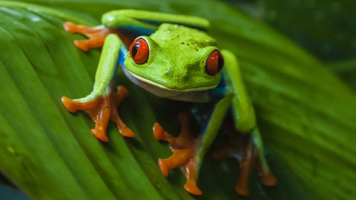 红眼树蛙（Agalychnis callidryas）动物壁纸