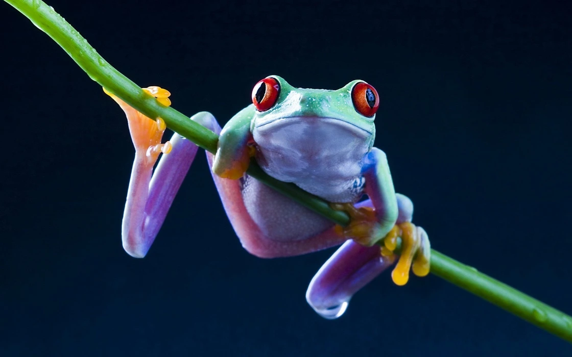红眼树蛙（Agalychnis callidryas）动物壁纸