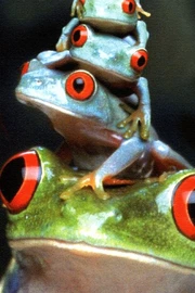 红眼树蛙（Agalychnis callidryas）动物壁纸