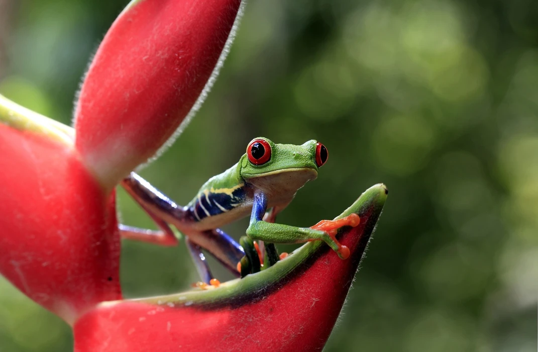 红眼树蛙（Agalychnis callidryas）动物壁纸