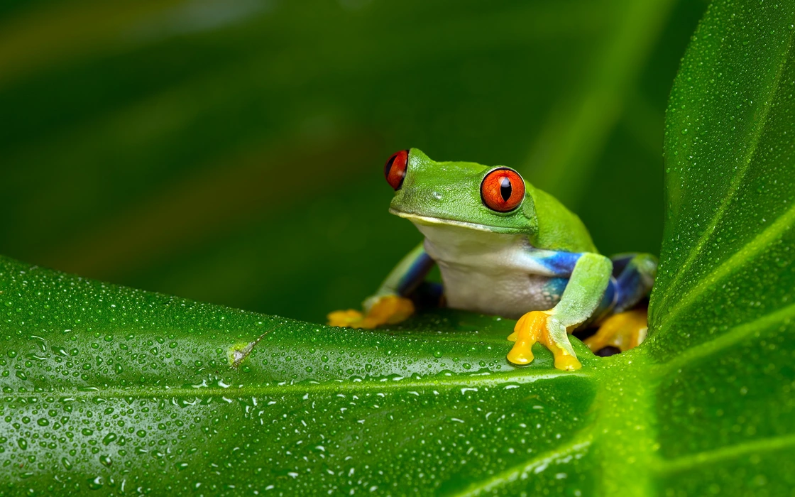 红眼树蛙（Agalychnis callidryas）动物壁纸