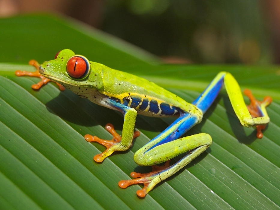 红眼树蛙（Agalychnis callidryas）动物壁纸