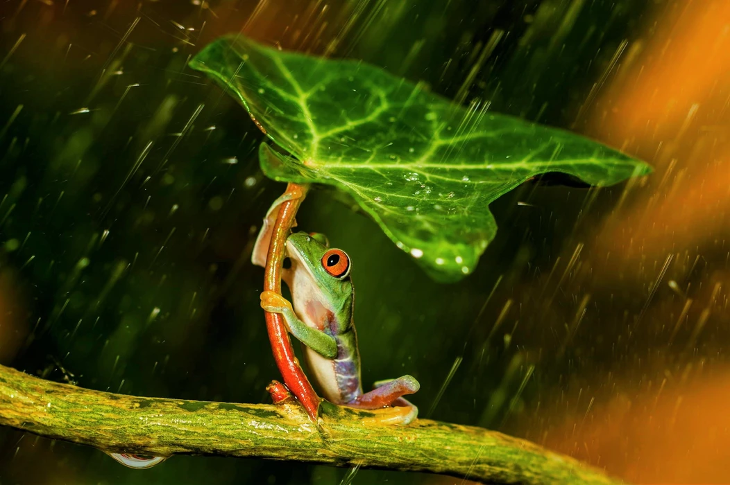 红眼树蛙（Agalychnis callidryas）动物壁纸
