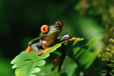红眼树蛙（Agalychnis callidryas）动物壁纸
