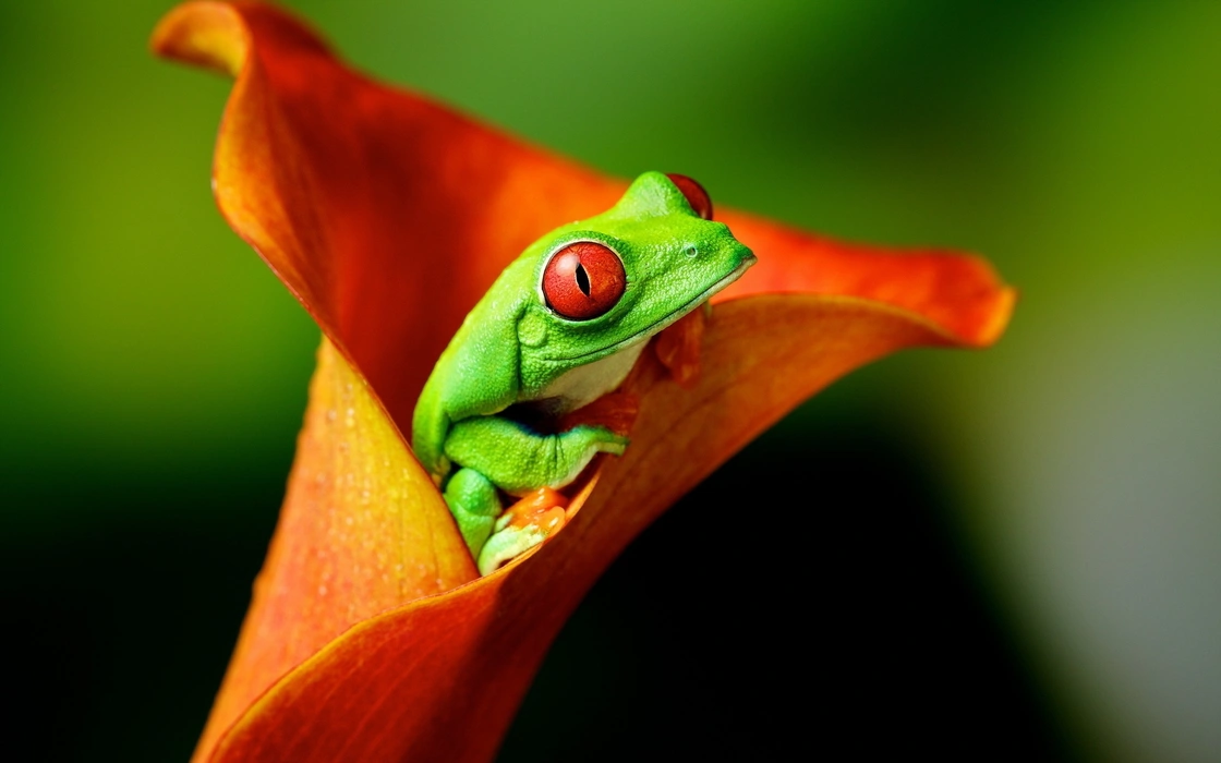 红眼树蛙（Agalychnis callidryas）动物壁纸