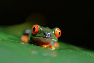 红眼树蛙（Agalychnis callidryas）动物壁纸