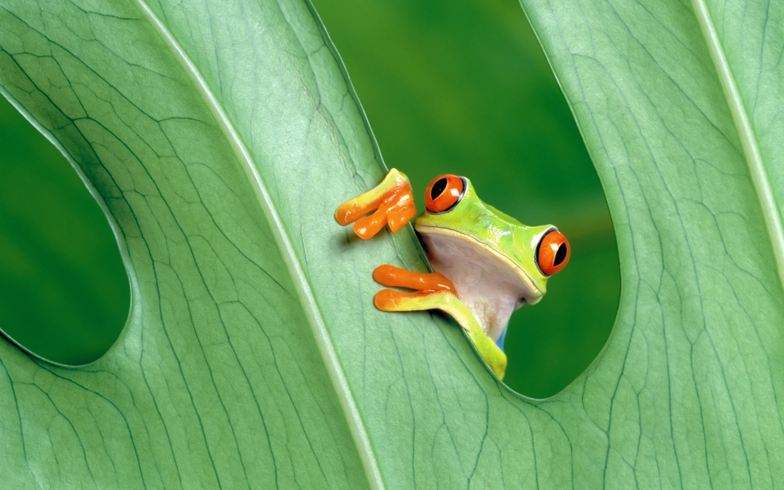 红眼树蛙（Agalychnis callidryas）动物壁纸