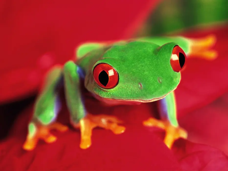 红眼树蛙（Agalychnis callidryas）动物壁纸