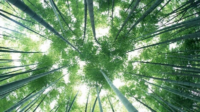 阳光下生长的翠绿竹林图片壁纸
