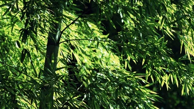 阳光下生长的翠绿竹林图片壁纸