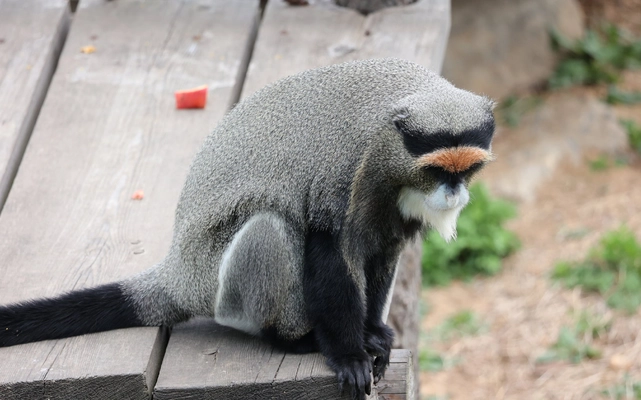 白臀长尾猴（Cercopithecus neglectus）图片壁纸