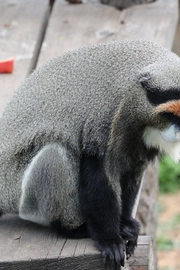 白臀长尾猴（Cercopithecus neglectus）图片壁纸