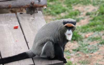 白臀长尾猴（Cercopithecus neglectus）图片壁纸