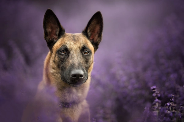 比利时马里努阿犬高清图片壁纸