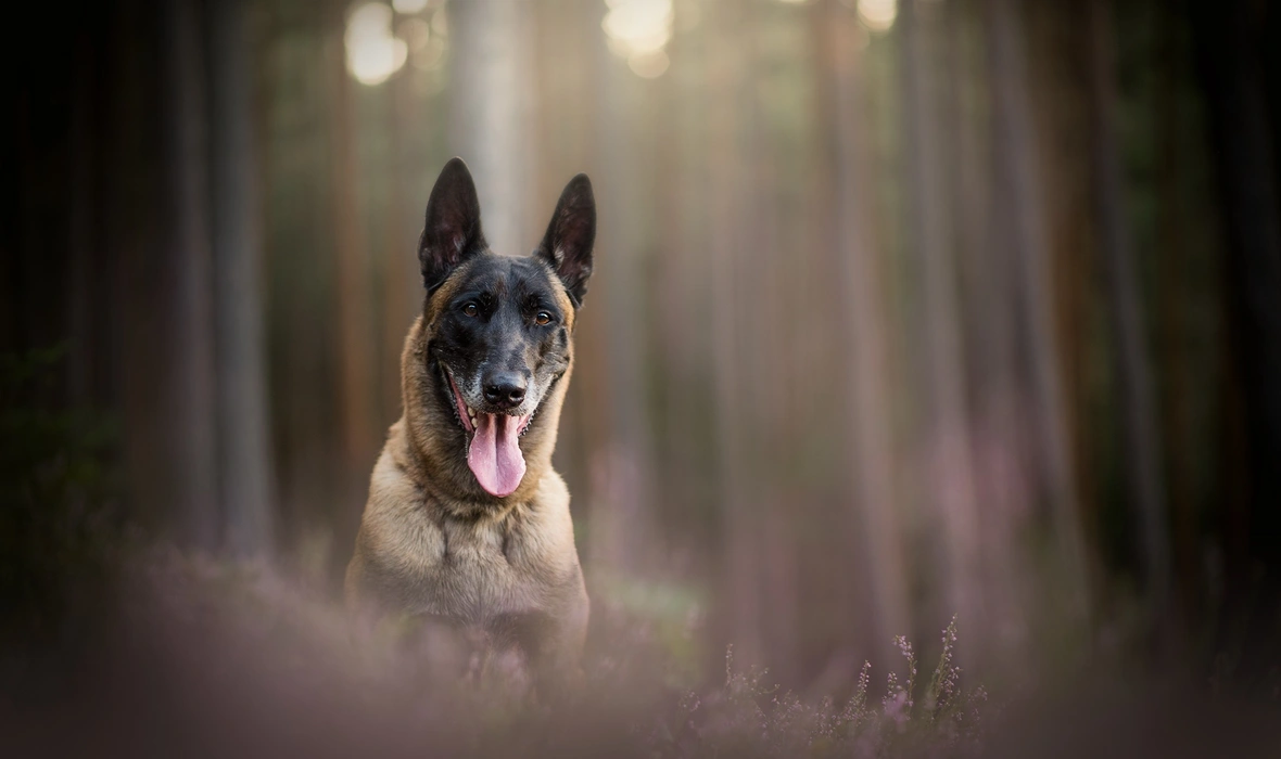 比利时马里努阿犬高清图片壁纸